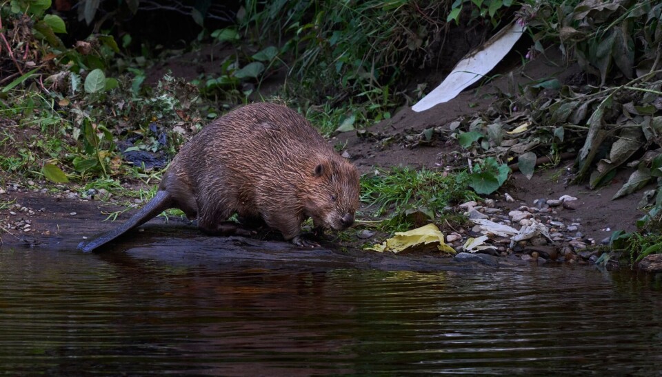 The beaver (Castor fiber) lives in freshwater habitats and is mostly active at night, though it can sometimes be seen during the day.