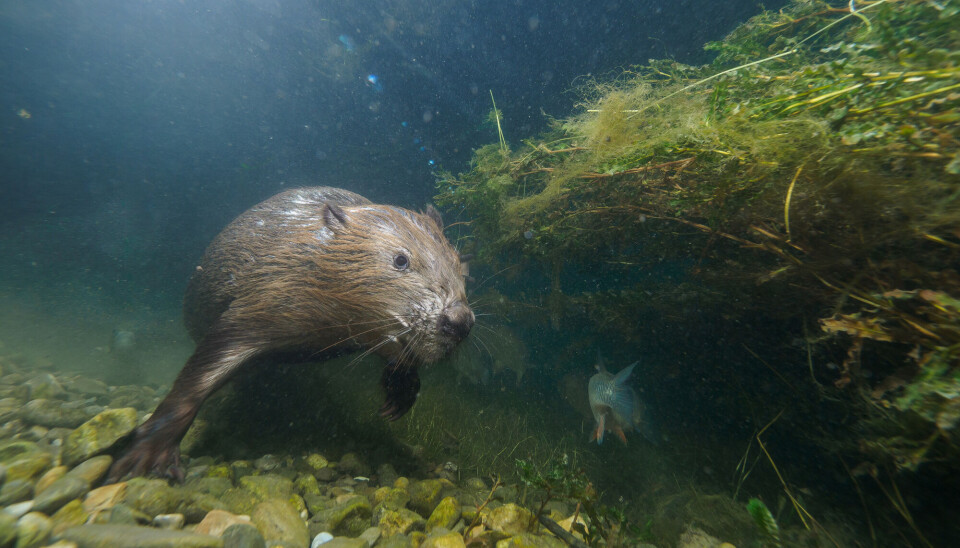 Beaver lodges typically have underwater entrances. Did you know that beavers are excellent swimmers and can stay submerged for up to 15 minutes?