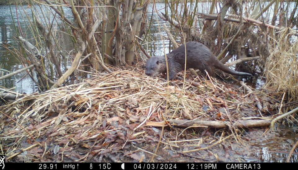Here, an otter can be seen sniffing around a beaver lodge.