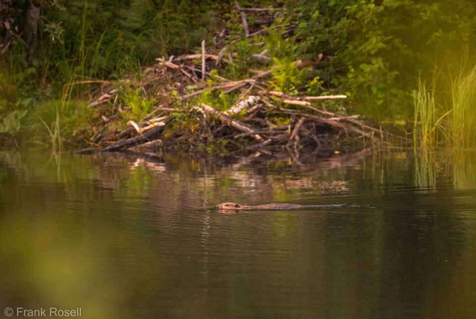 At first glance, a beaver lodge might look like nothing more than a pile of twigs.