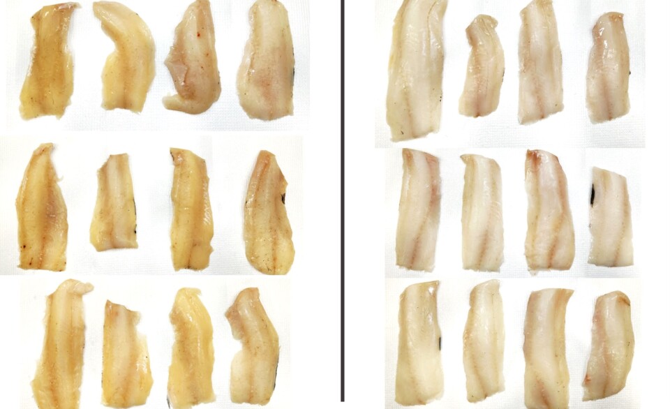 The fillets on the left are from fish that were frozen before rigor mortis set in, while those on the right are from fish that were in rigor mortis when they were frozen. Fish fillets showing discolouration after freezing.