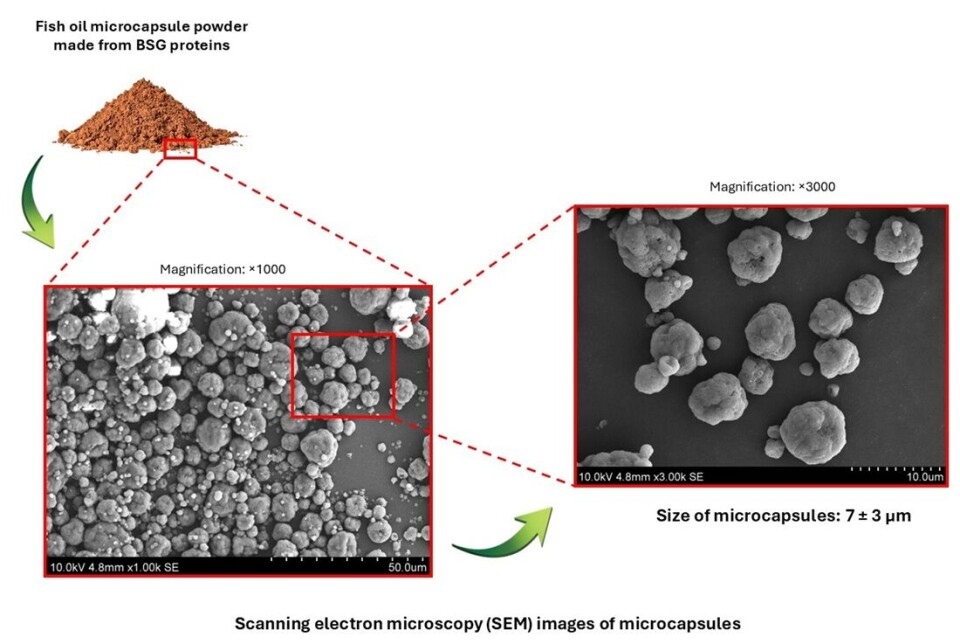 Spent grain can become microcapsules. These microcapsules can be quite useful.