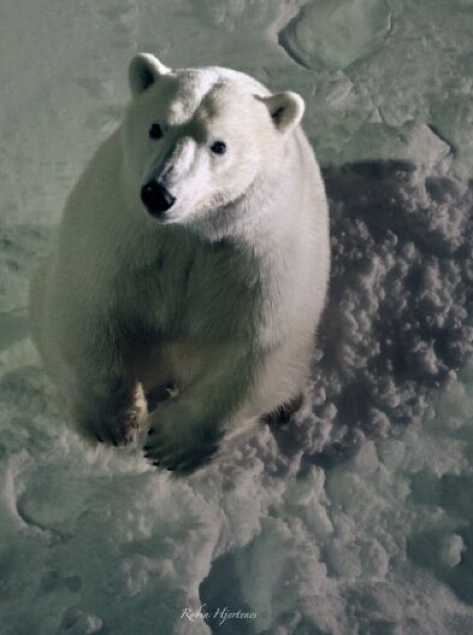 A polar bear popped by.