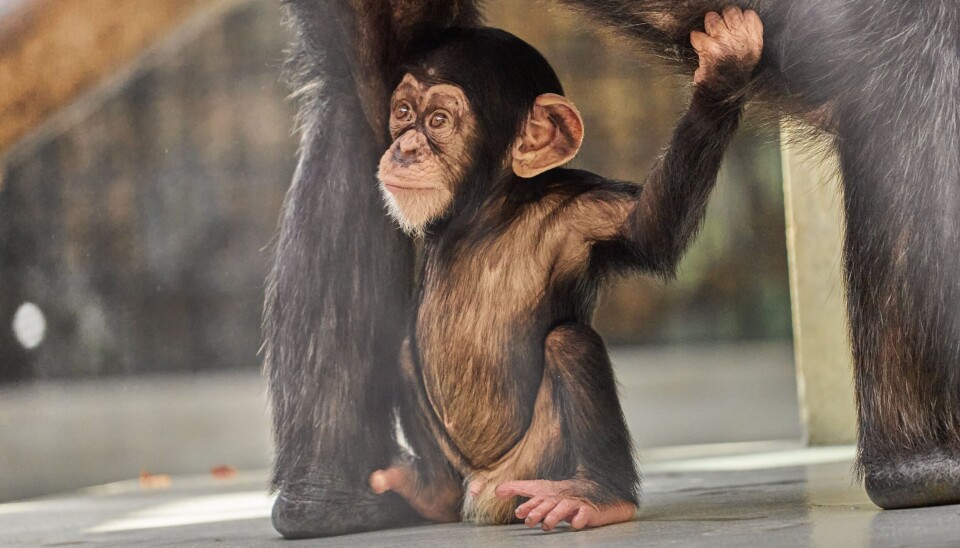 Even though humans seem hairless, we actually have just as many hair follicles as chimpanzees.