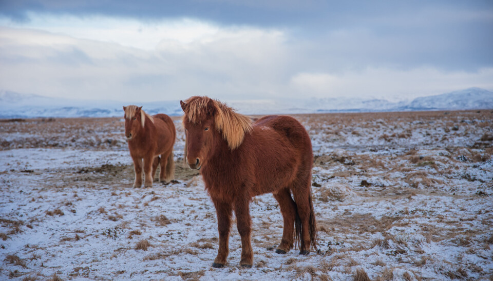 Horses look fluffier in the winter cold. Their fur lifts away from the skin when temperatures drop.