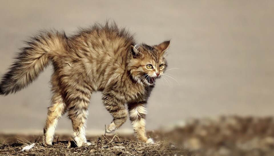 A cat’s fur stands on end when it’s frightened, making it look bigger and more threatening.