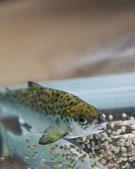 Study: Omega-3 and zinc is a powerful duo for salmon