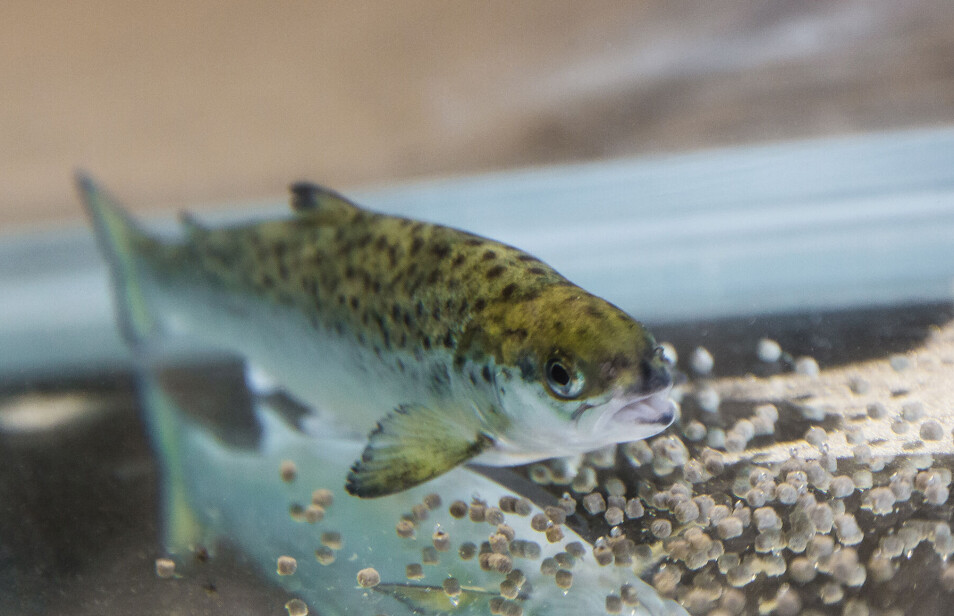 Study: Omega-3 and zinc is a powerful duo for salmon