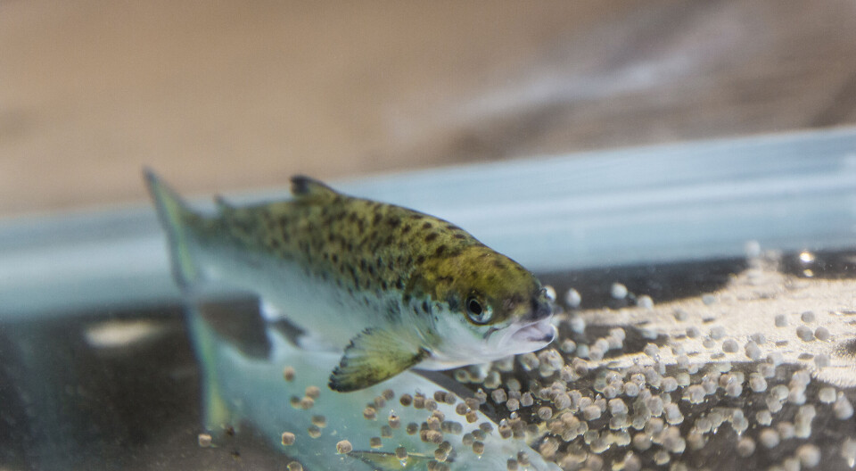 New research shows that the interaction between nutrients in salmon feed is important. A small fish in a tank.