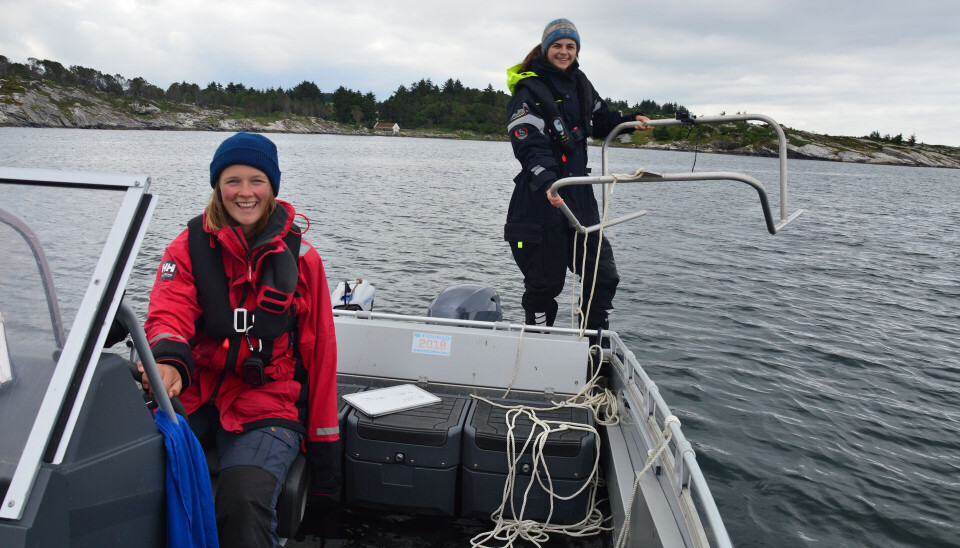 Researchers propose a three to ten-year national or regional ban on harvesting. Pictured are researchers Johanna Marcussen and Molly Reamon during fieldwork in Rogaland.