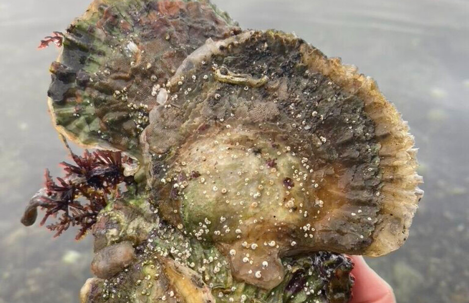 Researchers call for better protection of Europe's last flat oysters