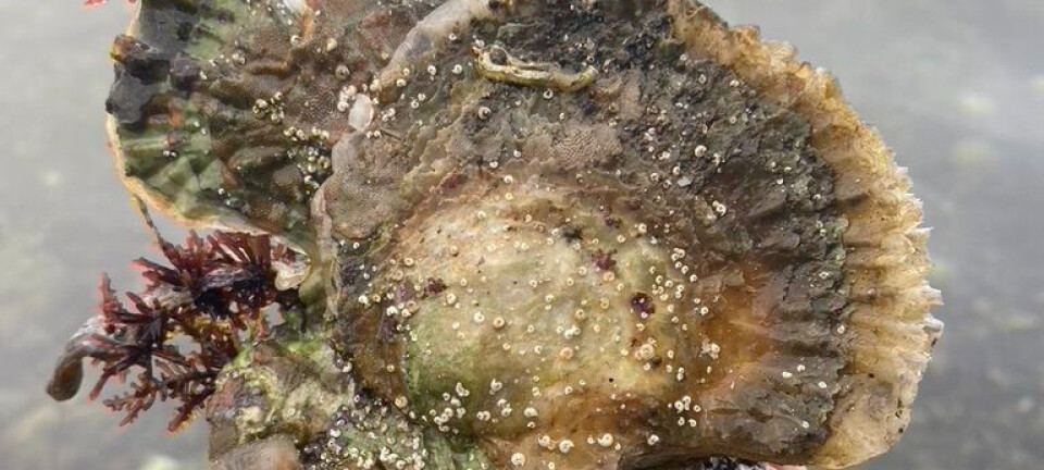 Researchers call for better protection of Europe's last flat oysters