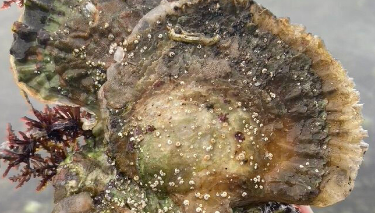 Researchers call for better protection of Europe's last flat oysters