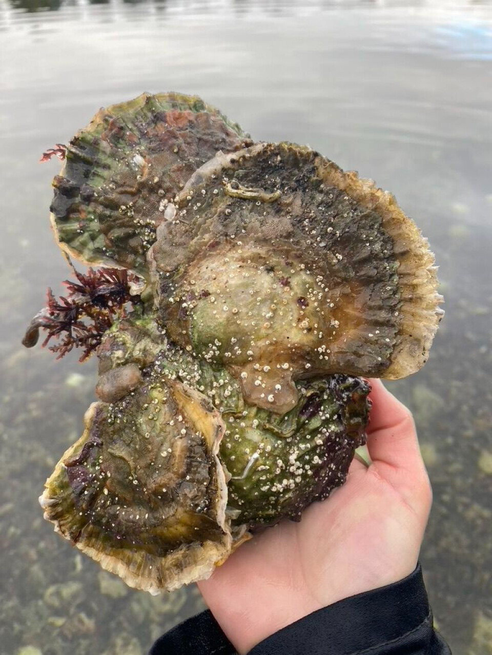 This is what flat oysters looks like.
