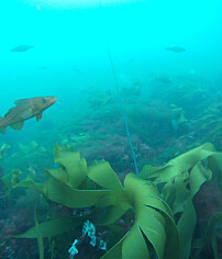 Fish help the ocean store carbon