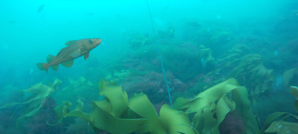 Fish poop may be the key to understanding how the ocean stores carbon