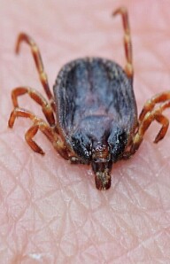 Ticks can spread more than just Lyme disease and TBE virus