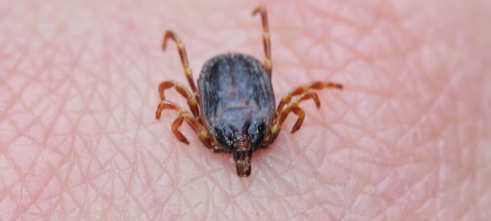 Ticks can spread more than just Lyme disease and TBE virus