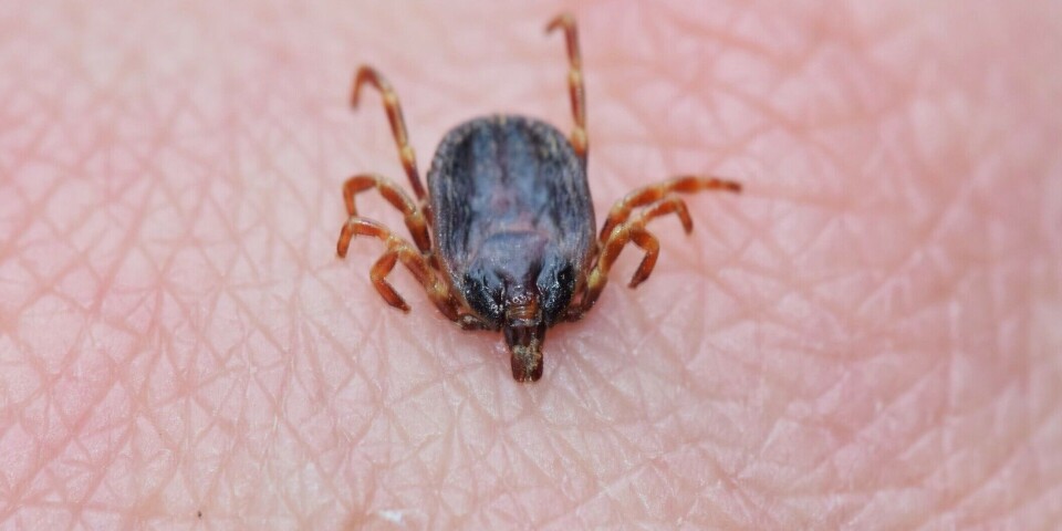 A new study reveals large differences in knowledge about ticks between countries.