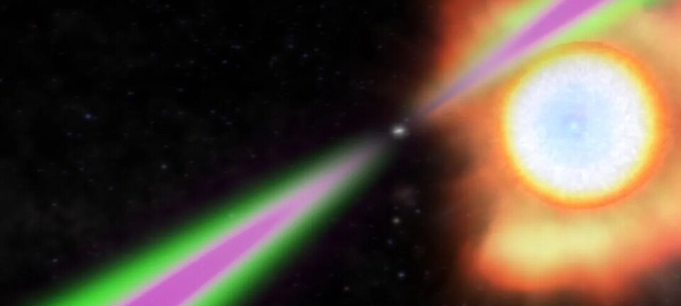 The spiders that eat stars, and the researchers who catch them