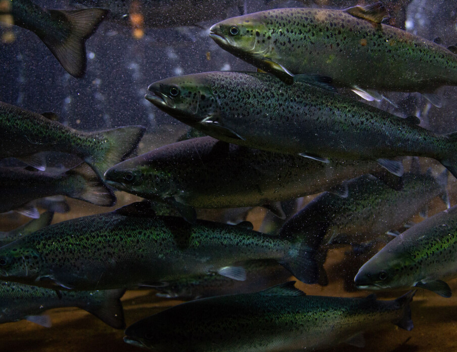 Farmed salmon now contain less vitamin D than they used to – but researchers believe they have a solution