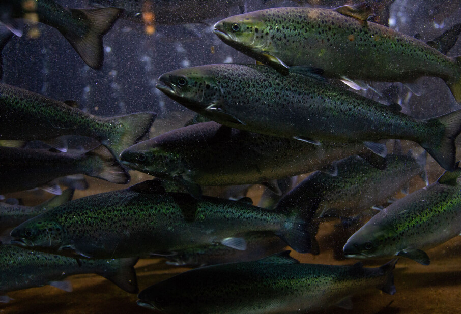 Farmed salmon now contain less vitamin D than they used to – but researchers believe they have a solution