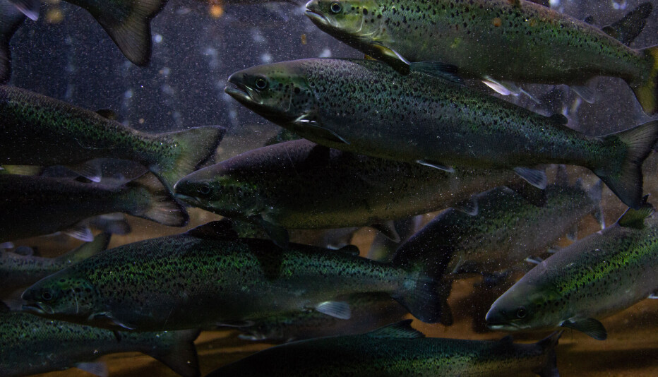 Farmed salmon now contain less vitamin D than they used to – but researchers believe they have a solution