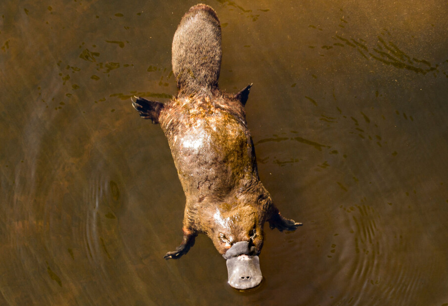Platypus: The mammal that doesn't have teats