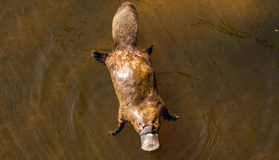 Platypus: The mammal that doesn't have teats