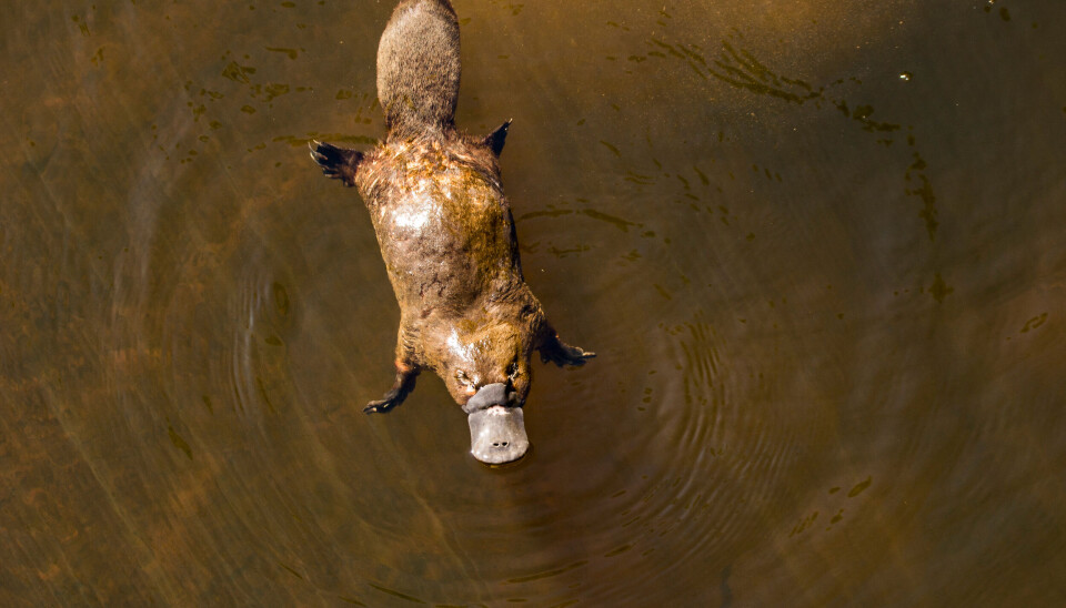 'The platypus is one of the coolest mammals that exists, precisely because it does things in its own unique way,' says researcher Andreas Zedrosser.