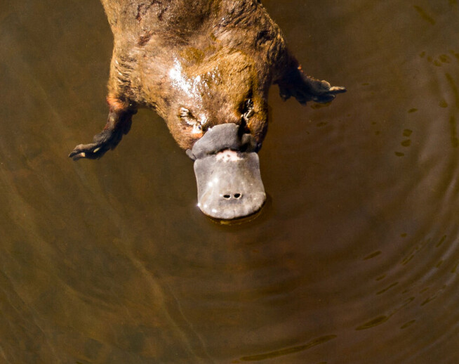 Platypus: The mammal that doesn't have teats