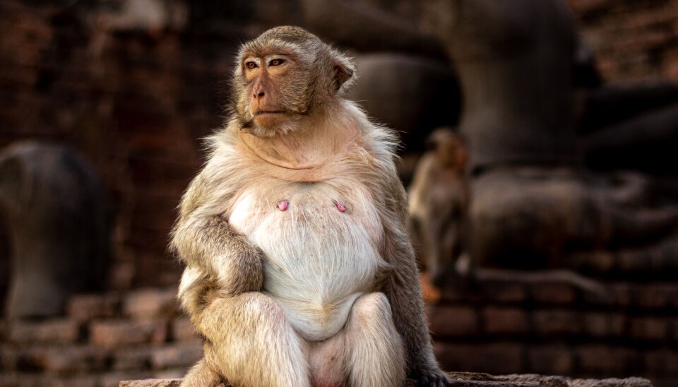 Monkeys are like us: typical mammals.
