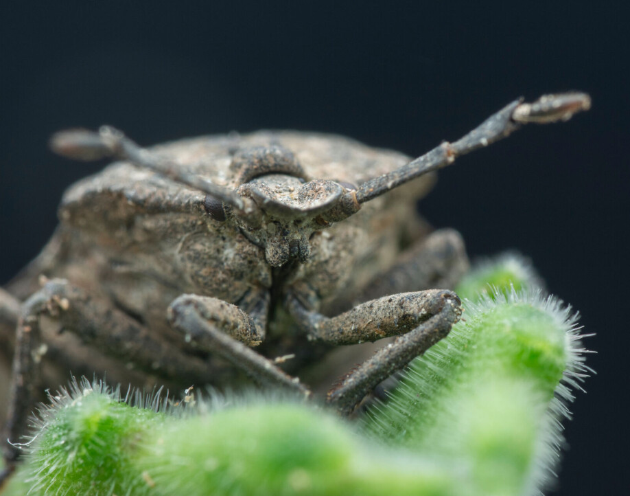 Dette stinkende insektet har et merkelig organ på bakbeina