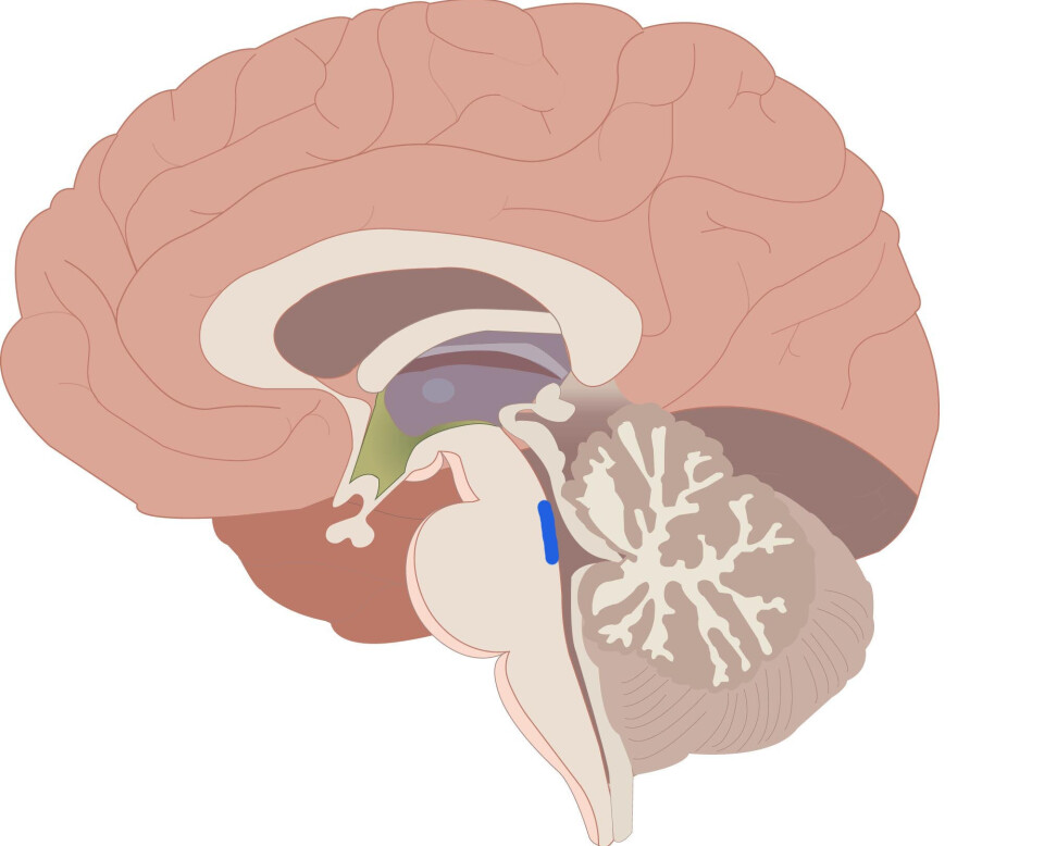 The blue spot – locus coeruleus – is a small organ located in the brainstem. It plays an important role when we need to focus on solving tasks.
