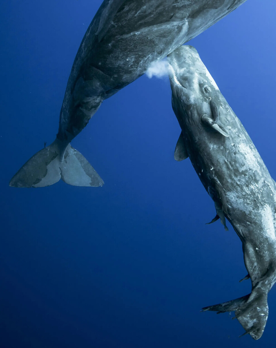 Whales are mammals. Here a whale calf drinks milk underwater.