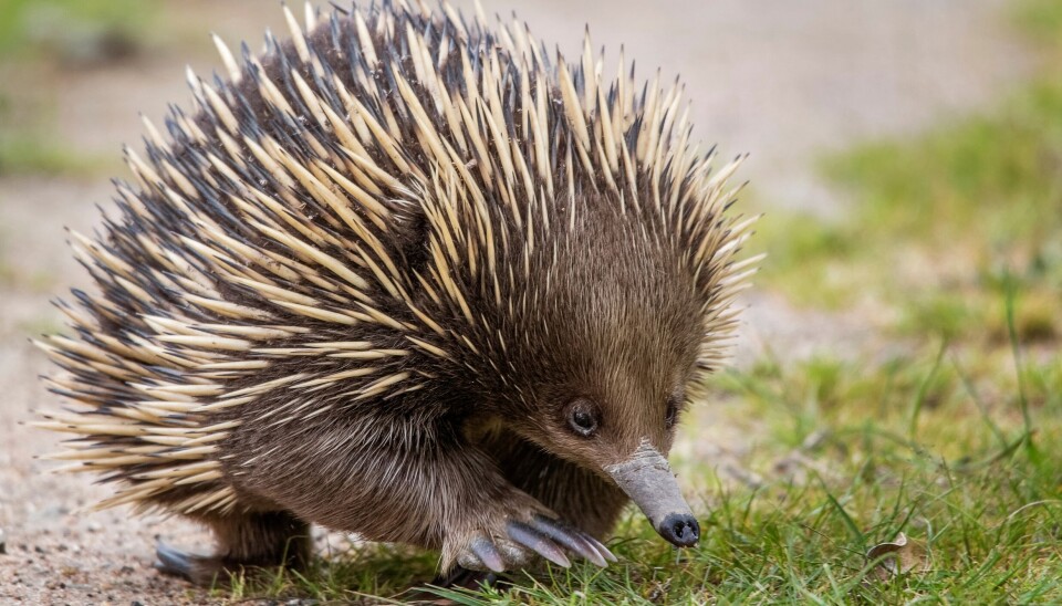 Echidnas and platypuses belong to the monotremes. It's the oldest branch of mammals that still exists.