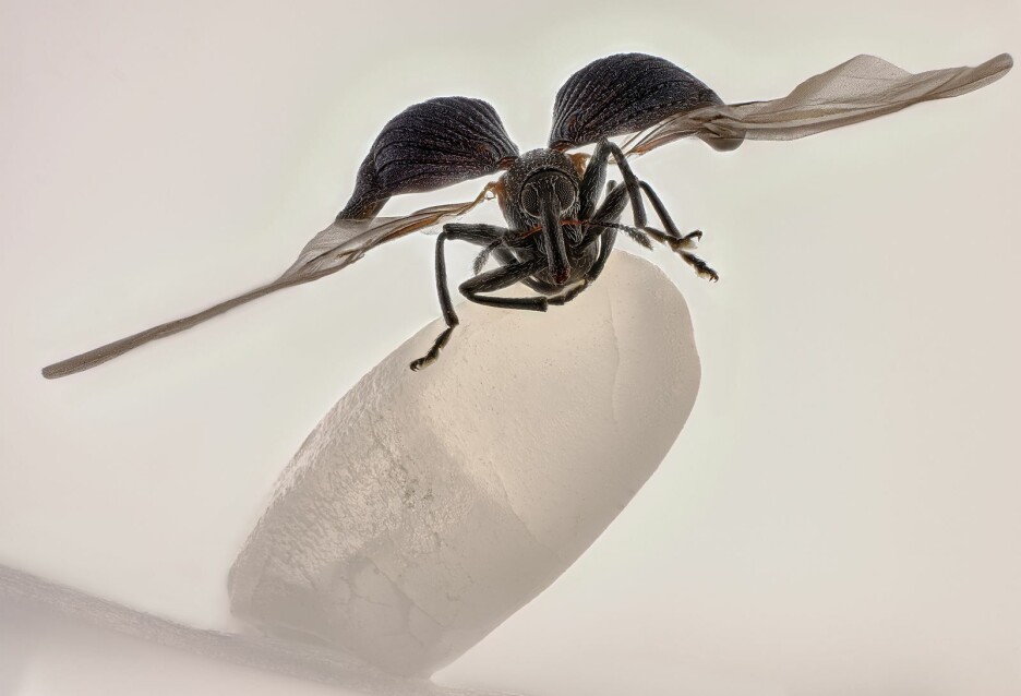 De beste bildene av bitte små kryp og ting er kåret