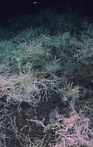 Have researchers found the world’s first bamboo coral reef?