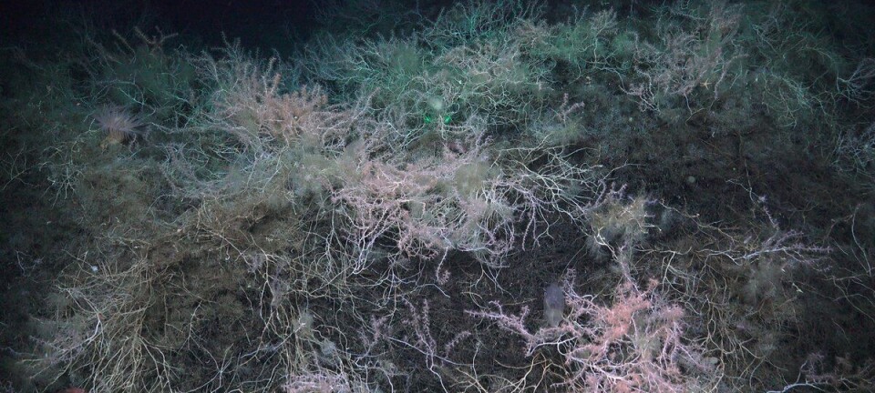 Have researchers found the world’s first bamboo coral reef?