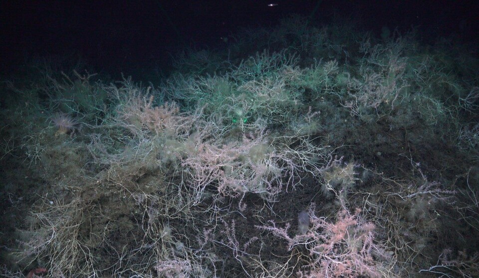 Living bamboo coral is light pink.