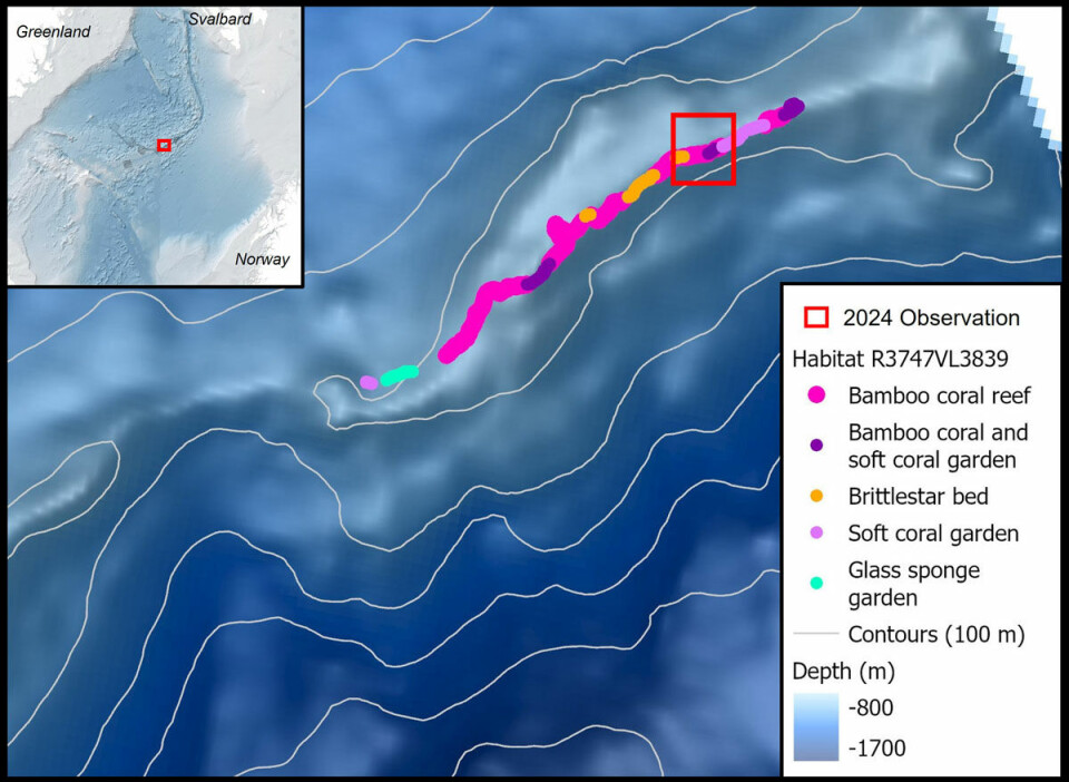 The area where bamboo corals were recently observed. The red square marks the area where previous observations were made.
