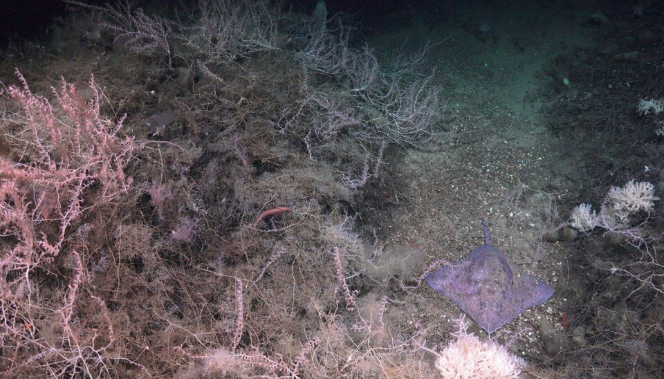 An Arctic Skate, Amblyraja hyperborea, sitting beside a dense patch of bamboo coral.