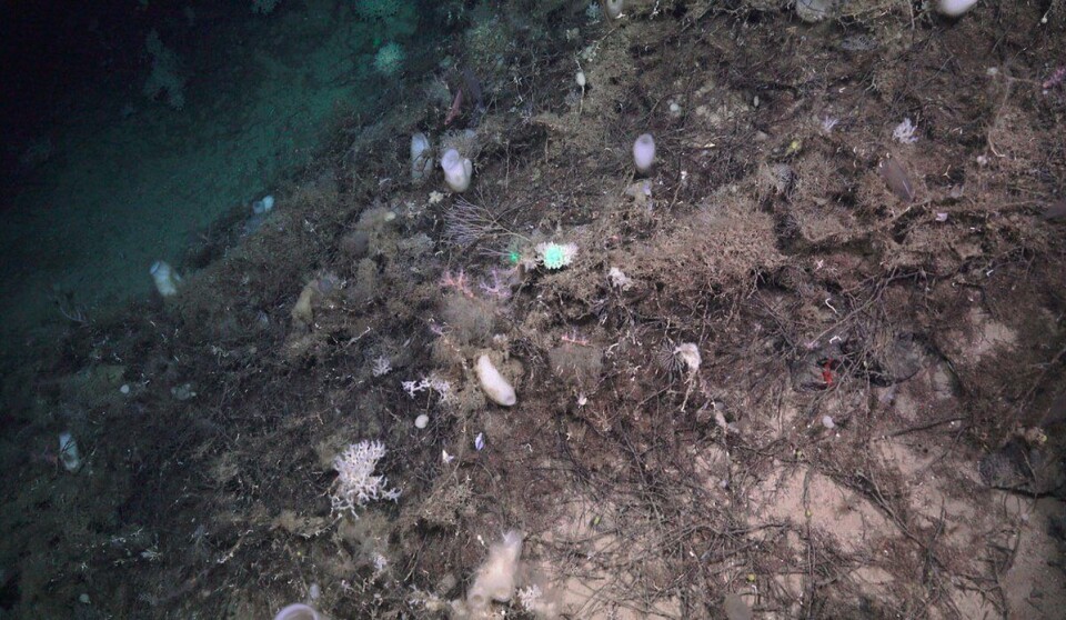 The first signs of the bamboo coral reef on the 800 metre long transect. White glass sponges, carnivorous sponges, soft coral, and ascidians are settled on top of a 'carpet' of dead bamboo corals, known as coral rubble.