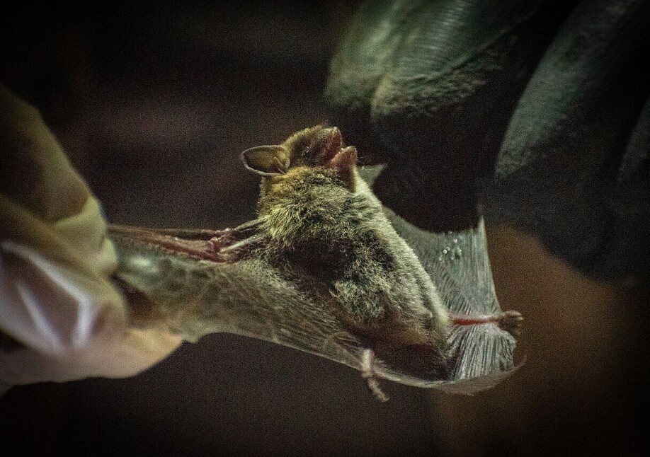 Ingen halloween-spøk: Forskere fant flaggermus som lyste i mørket