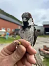 Nærbilde av gråspurv med gult bånd rundt foten, holdt av et menneske.