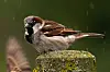 Sparrow perched on a mossy post with raindrops against a green background.