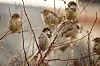 Group of sparrows perched on thin leafless branches in soft light