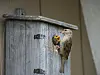 Adult sparrow feeding chicks at the entrance of a wooden nest box