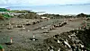 Excavated shoreline site with rows of pegs sticking out of the ground