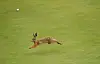 Hare leaping across a green field.